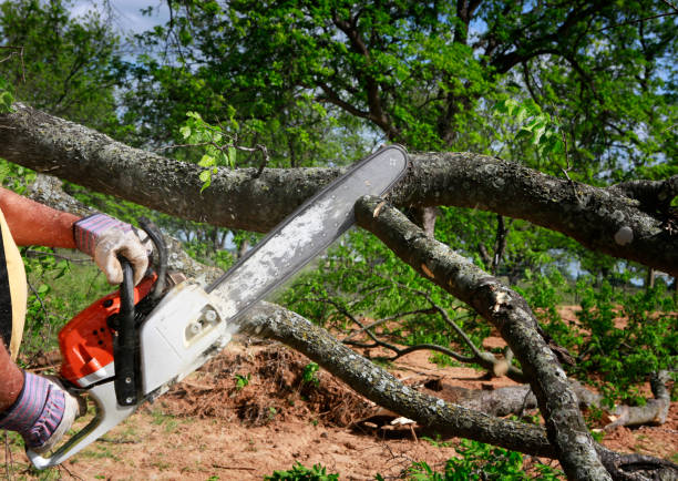 Professional  Tree Services in Lewiston, ME